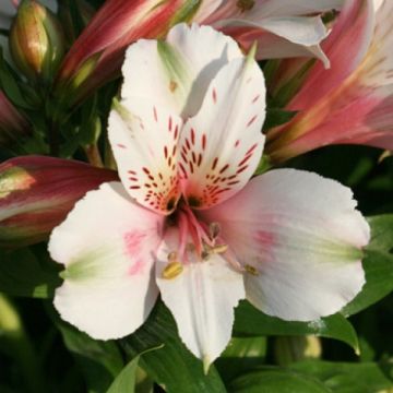 Alstroemeria Inticancha White Pink Heart