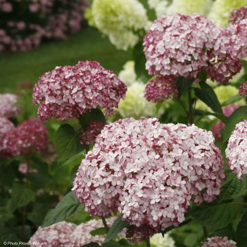 Hydrangea arborescens Sweet Annabelle - Ortensia