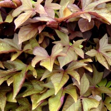 Ipomoea batatas Bronze - Patata dolce