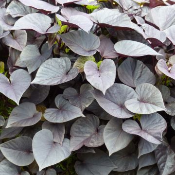 Ipomoea batatas Jet Black - Patata dolce