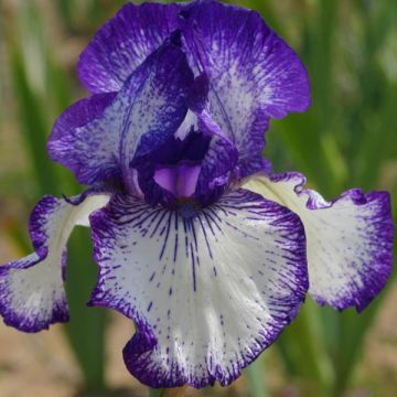 Iris germanica Art Déco - Giaggiolo paonazzo