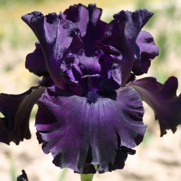 Iris germanica Midnight Revelry - Giaggiolo paonazzo