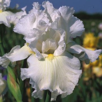 Iris germanica Arctic Age - Giaggiolo paonazzo