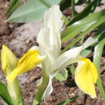 Iris bucharica - Giaggiolo