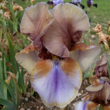 Iris germanica Burnt Toffee - Giaggiolo paonazzo