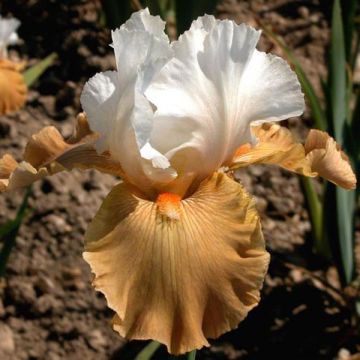 Iris germanica Chateau d Auvers Sur Oise - Giaggiolo paonazzo