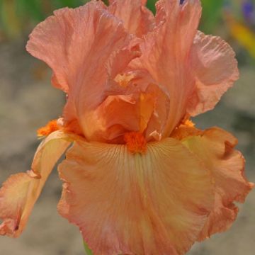 Iris germanica Copper Classic - Giaggiolo paonazzo