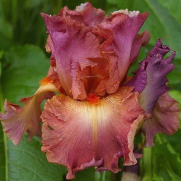 Iris germanica Dame de Coeur - Giaggiolo paonazzo