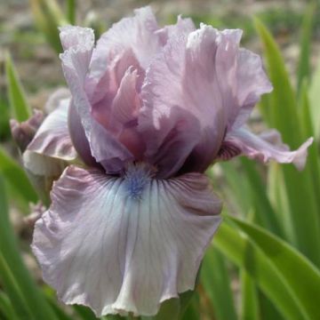 Iris germanica Donegal - Giaggiolo paonazzo