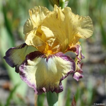 Iris germanica Bullwinkle - Giaggiolo paonazzo