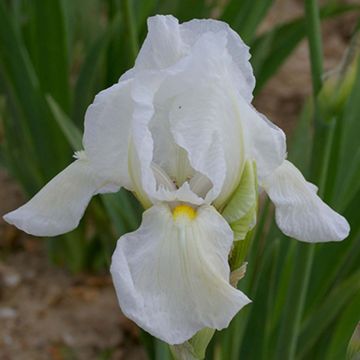 Iris germanica Dame Blanche - Giaggiolo paonazzo