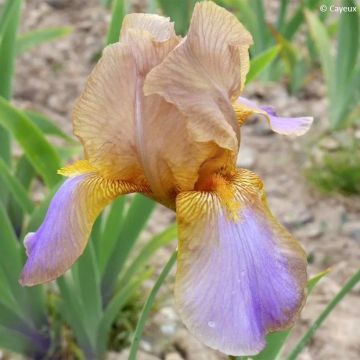 Iris germanica Evolution - Giaggiolo paonazzo