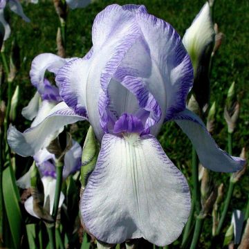 Iris germanica Ma Mie - Giaggiolo paonazzo