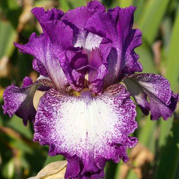 Iris germanica Mariposa Autumn - Giaggiolo paonazzo