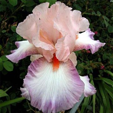 Iris germanica Poésie - Giaggiolo paonazzo