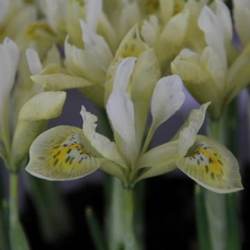 Iris Katharine's Gold - Giaggiolo