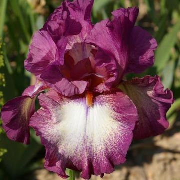 Iris germanica Master Plan - Giaggiolo paonazzo