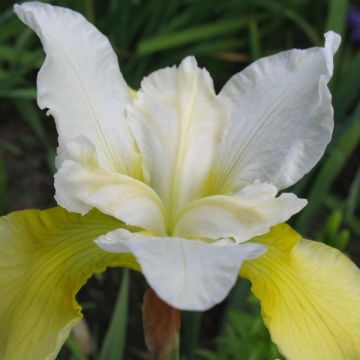 Iris sibirica Moon Silk - Giaggiolo siberiano