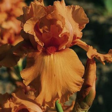 Iris germanica Orange Embers - Giaggiolo paonazzo