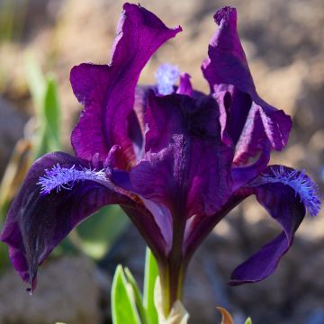 Iris pumila Jewel Baby - Giaggiolo