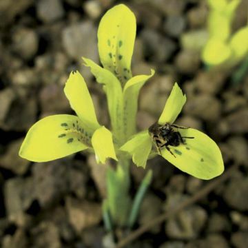 Iris reticulata danfordiae - Giaggiolo