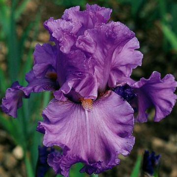 Iris germanica Ruffled Goddess - Giaggiolo paonazzo