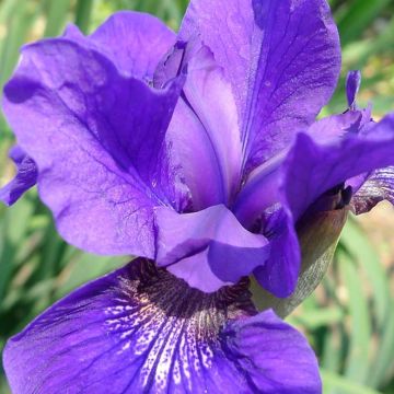 Iris sibirica Ruffled Velvet - Giaggiolo siberiano