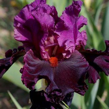 Iris germanica Saturn - Giaggiolo paonazzo