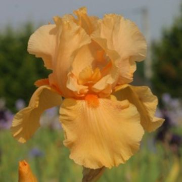 Iris germanica Skyfire - Giaggiolo paonazzo