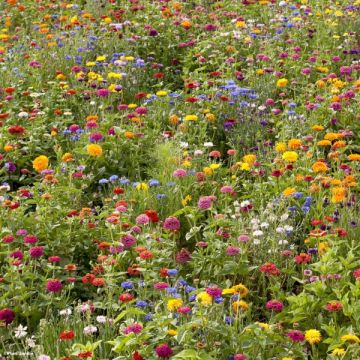 Campo in Fiore in Incolto