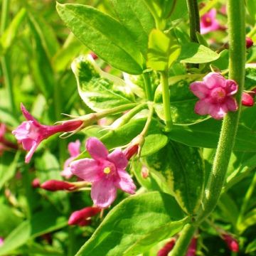 Jasminum beesianum - Gelsomino rosa