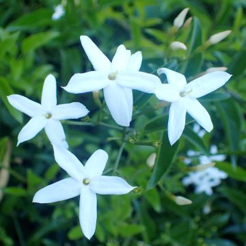 Jasminum azoricum - Gelsomino delle Azzorre