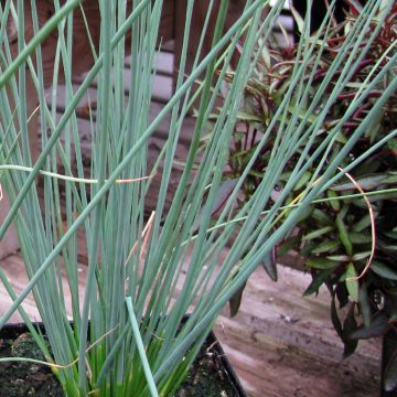 Juncus inflexus Blue Arrows - Giunco tenace