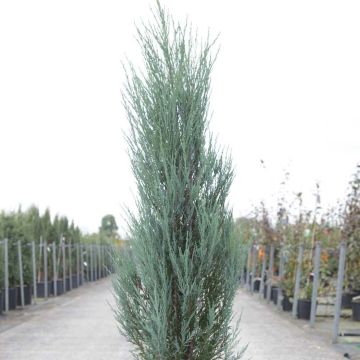 Juniperus scopulorum Blue Arrow - Ginepro