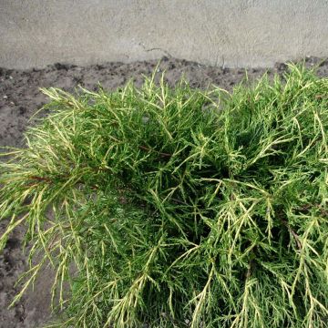 Juniperus pfitzeriana Gold Coast - Ginepro