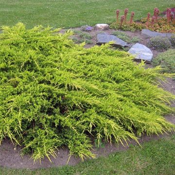 Juniperus media Pfitzeriana Aurea - Ginepro