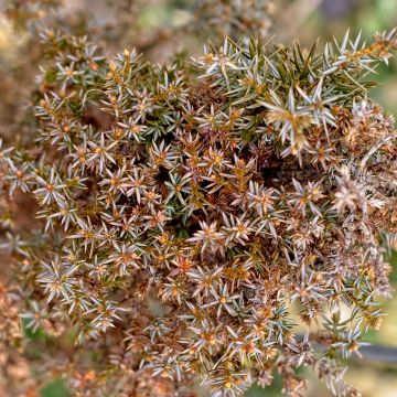 Juniperus communis Hibernica - Ginepro comune