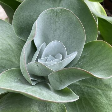 Kalanchoe thyrsiflora Bronze Sculpture