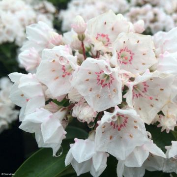 Kalmia latifolia Zebulon - Alloro di montagna