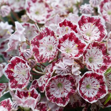 Kalmia latifolia Minuet - Alloro di montagna