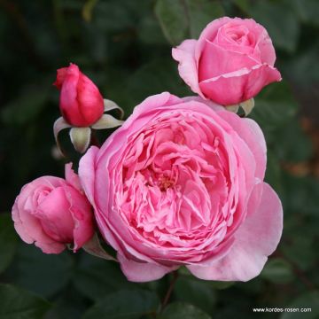 Rosa rampicante Parfuma Kiss me Kate