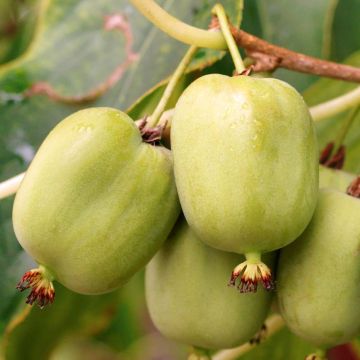 Mini kiwi Actinidia arguta Kokuwa