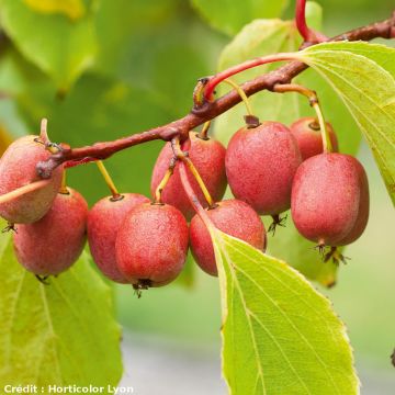 Mini kiwi Actinidia arguta Ken's Red