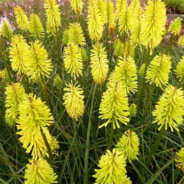 Kniphofia Dorset Sentry - Giglio della torcia