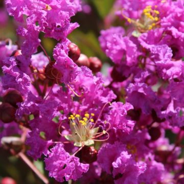 Lagerstroemia Terre Chinoise - Mirto crespo