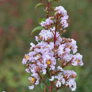 Lagerstroemia Camaïeu d'Ete - Mirto crespo