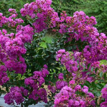 Lagerstroemia Violet d'Ete indyvio - Mirto crespo