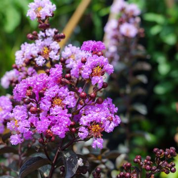 Lagerstroemia Black Diamond Lavender Lace - Mirto crespo