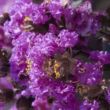 Lagerstroemia Black Solitaire Purely Purple - Mirto crespo