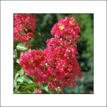 Lagerstroemia Rubra - Mirto crespo